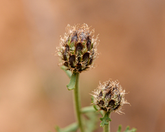 Plectocephalus cachinalensis