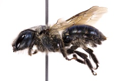 Osmia felti