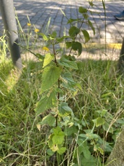 Urtica dioica