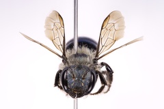 Osmia felti