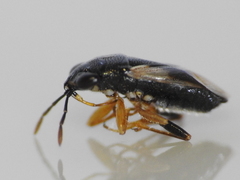Geocoris lineolus