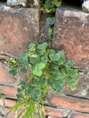 Asplenium ruta-muraria