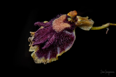 Tolumnia henekenii