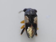 Geocoris lineolus