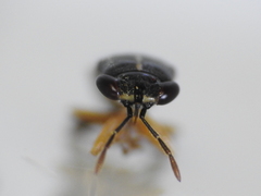 Geocoris lineolus
