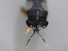 Geocoris lineolus