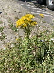 Jacobaea vulgaris