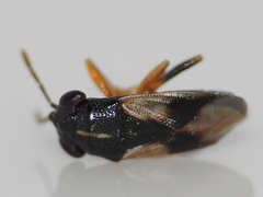 Geocoris lineolus