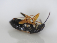 Geocoris lineolus