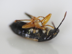 Geocoris lineolus