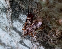 Rhagio atlanticus