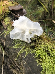 Tremella fuciformis image