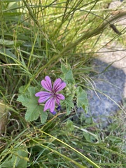 Malva sylvestris