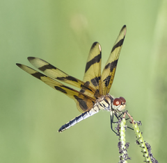 Celithemis eponina