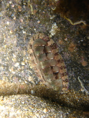 Rhyssoplax calliozona