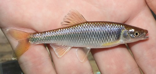Spotfin shiner (Cyprinella spiloptera) — Cyprinidae — 2