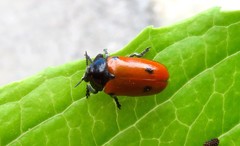 Clytra quadripunctata