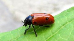 Clytra quadripunctata