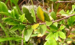 Phyllosticta pachystimae