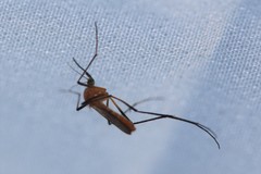 Coquillettidia xanthogaster