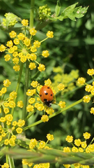 Coccinella septempunctata