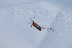 Coquillettidia xanthogaster