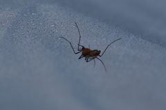 Coquillettidia xanthogaster