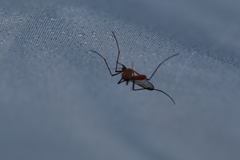 Coquillettidia xanthogaster