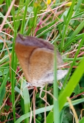 Scotopteryx chenopodiata