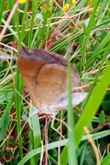 Scotopteryx chenopodiata