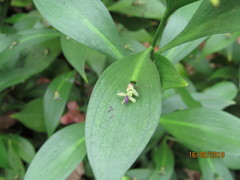 Ruscus hypophyllum