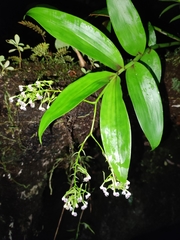 Epidendrum piliferum