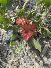 Rumex venosus