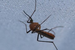 Coquillettidia xanthogaster