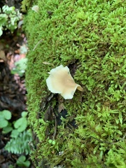 Hohenbuehelia angustata