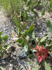 Rumex venosus