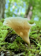 Hohenbuehelia angustata