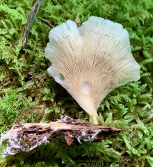 Hohenbuehelia angustata