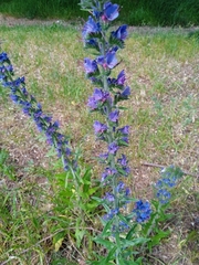 Echium vulgare
