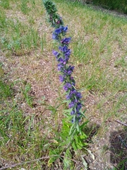 Echium vulgare