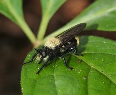 Laphria divisor