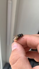 Sericomyia silentis