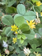 Trifolium dubium