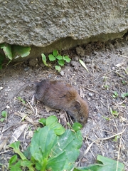 Clethrionomys glareolus