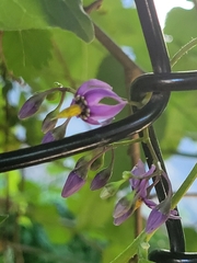 Solanum dulcamara