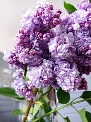 Syringa vulgaris