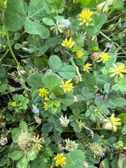 Trifolium dubium