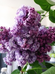 Syringa vulgaris