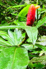 Costus scaber