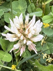 Trifolium repens